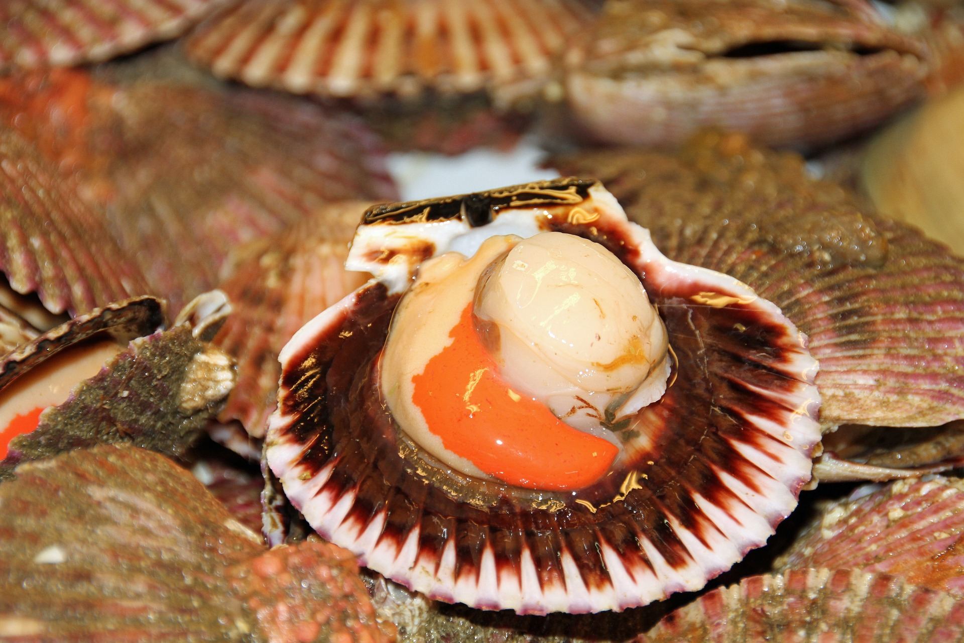 How to remove scallops from the shell - George Hughes Fishmonger