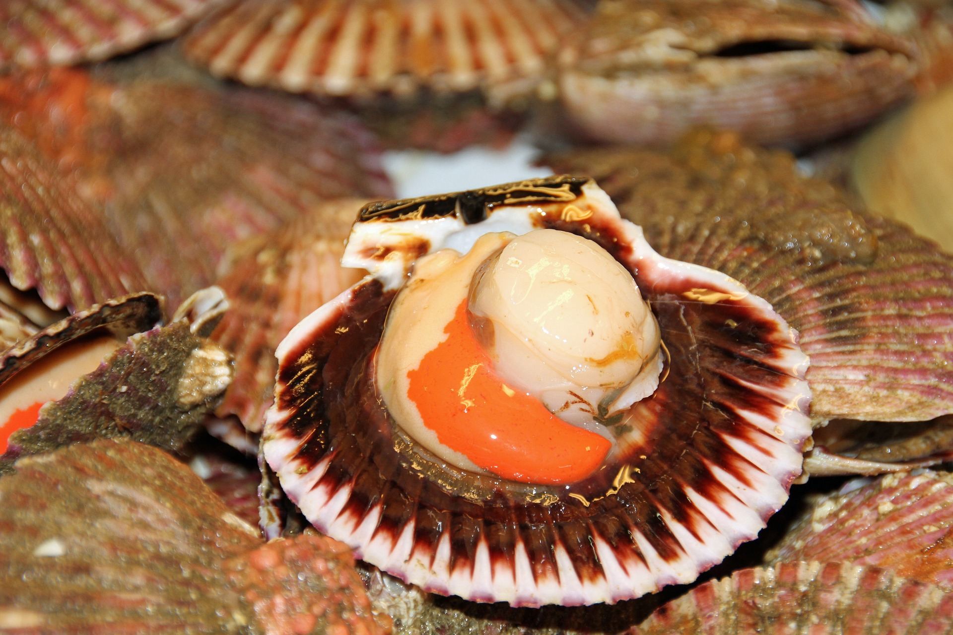 How To Remove Scallops From The Shell George Hughes Fishmonger